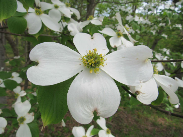 Flowering Dogwood